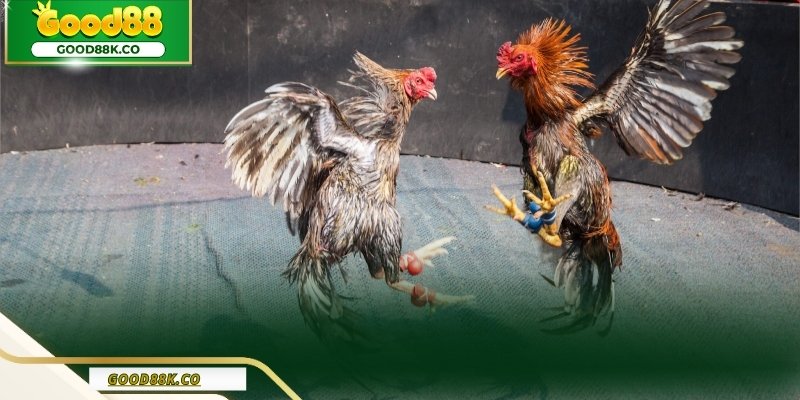 Luật chơi chọi gà cựa dao chuẩn