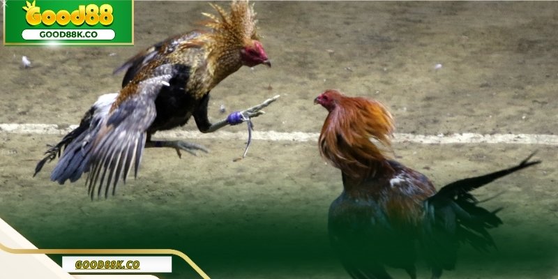 Đá Gà Cựa Dao Và Cách Nhìn Đúng Một Trận Đấu Chỉ Kéo Dài Vài Phút