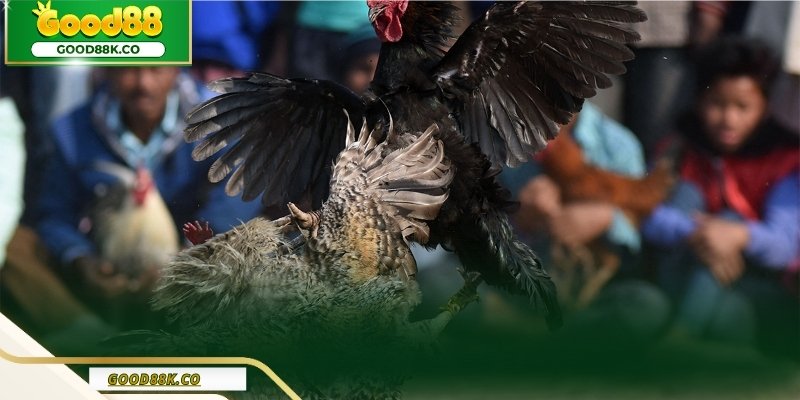 Đá gà Thomo là hình thức cực hay