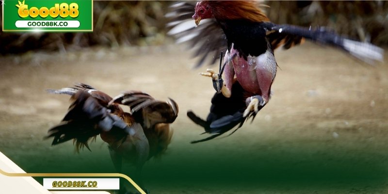 Đá Gà Thomo Và Cách Nhìn Đúng Một Trận Đấu Có Tổ Chức Cao