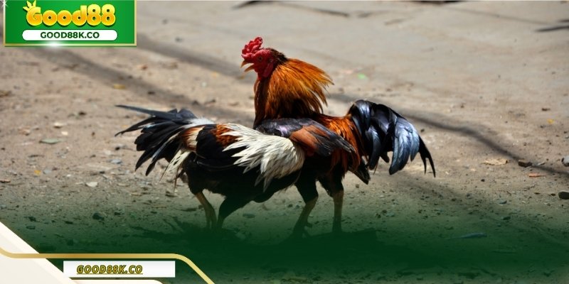 Những mẹo chơi đá gà hay