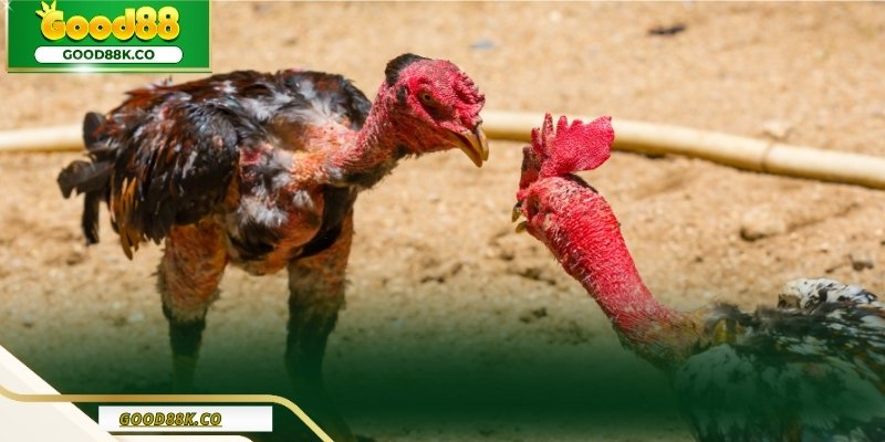 Biết mẹo chơi đá gà giúp chiến thắng